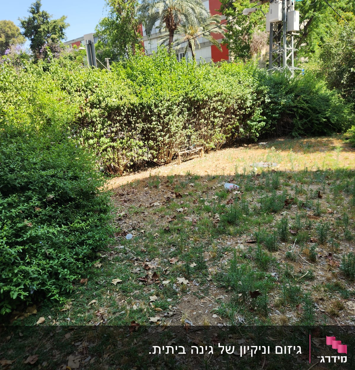 שיחים ירוקים ודשא עם עלים יבשים בגינה